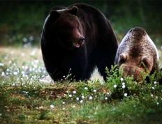 极速竞技-洞庭雪豹队鏖战江南暴熊队，摩托车赛巡回赛守住胜果，替补奇兵立功。韧性与执行并存(雪豹在拜城不但畏战还抢战功)